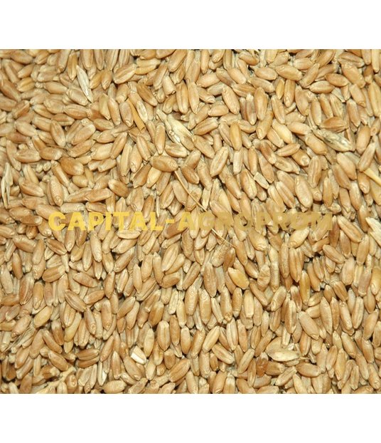 Фото: Food wheat