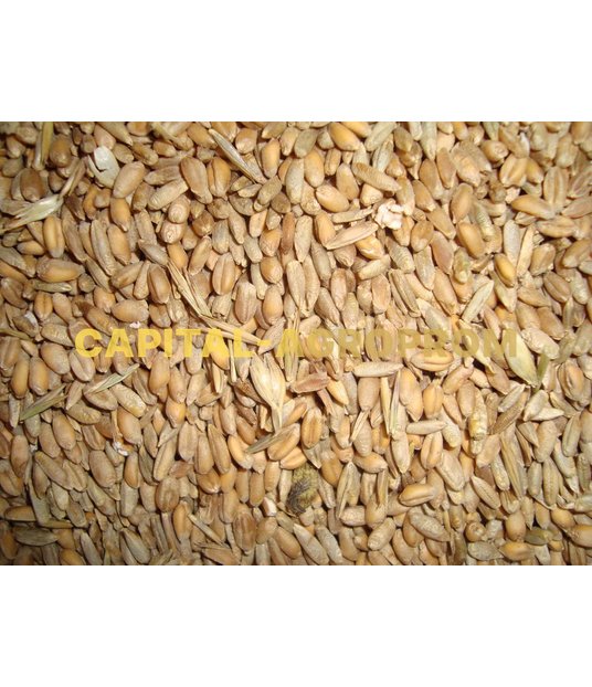 Фото: Feed wheat