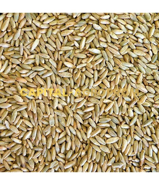 Фото: Food rye