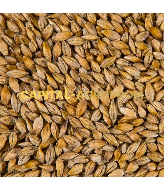 Фото: Feed barley