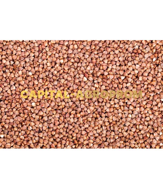 Фото: Buckwheat