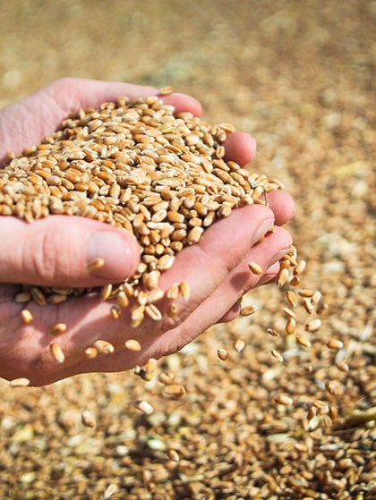 Grain production
